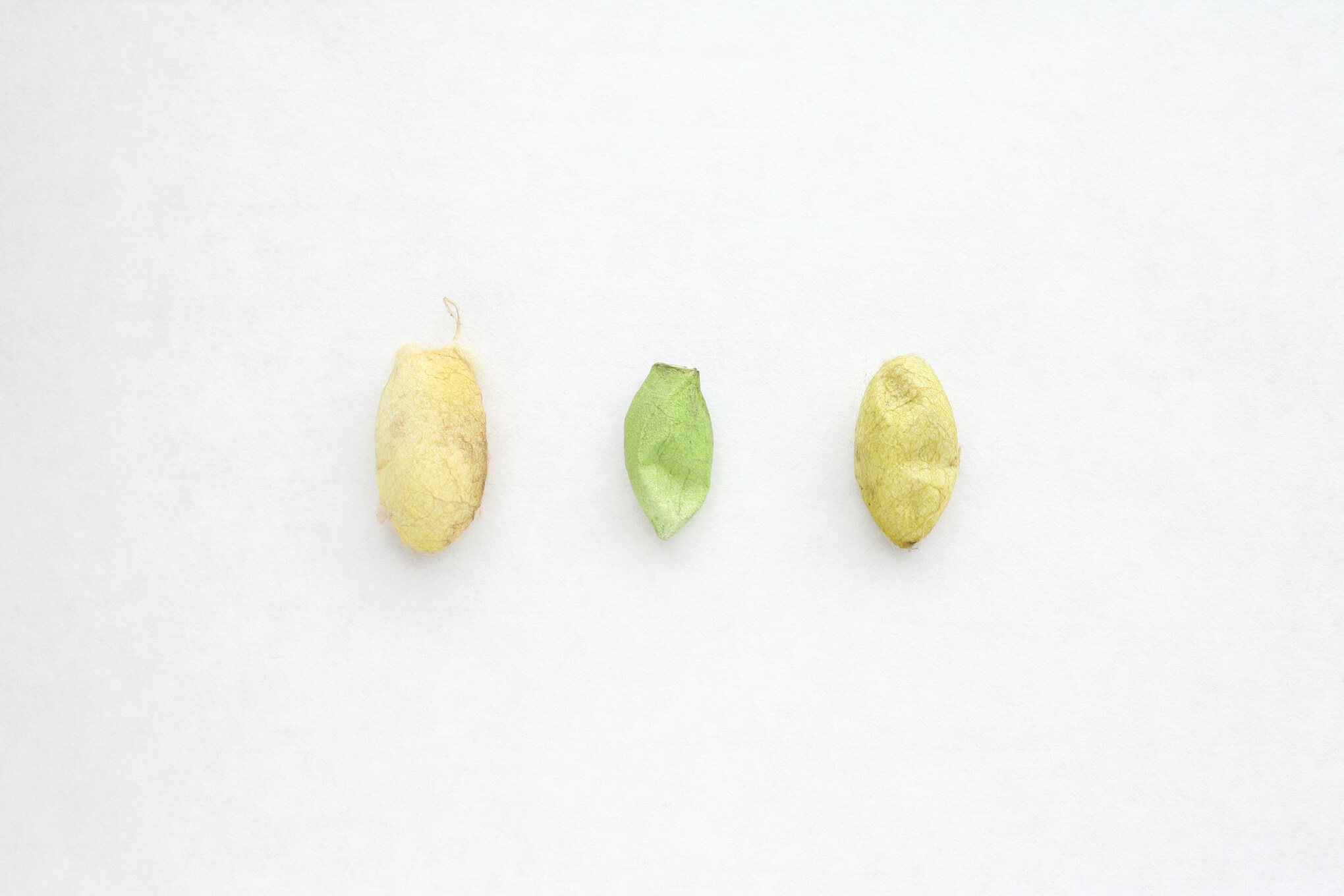 山からの贈り物